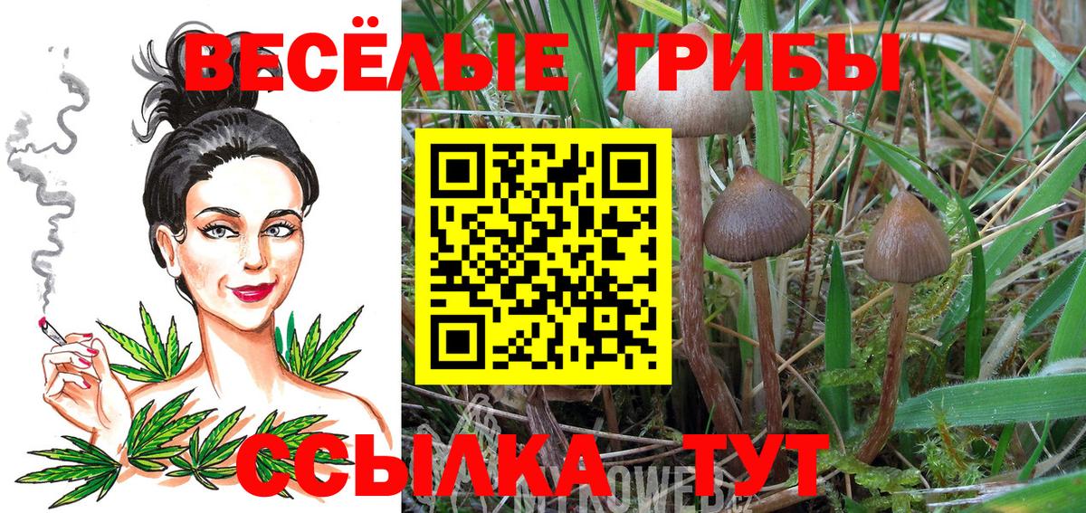 Псилоцибиновые грибы Psilocybine cubensis Обнинск